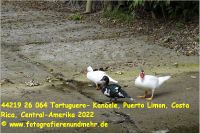 44219 26 064 Tortuguero- Kanaele, Puerto Limon, Costa Rica, Central-Amerika 2022.jpg